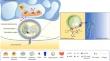 Calcium Pyrophosphate Crystal Formation and Deposition: Where Do we Stand and What Does the Future hold?