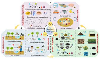 Antibiotics-heavy metals combined pollution in agricultural soils: Sources, fate, risks, and countermeasures