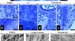 Distribution and morphologic characterization of telocytes in rat ovary and uterus: insights from ultrastructural and immunohistochemical analysis.