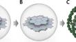 Determination of the antibacterial activity of various metal-doped carbon quantum dots