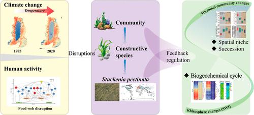 Habitat Disturbance Drives the Feedback of Aquatic Plants on the Microbial Community after Lake Degradation