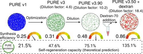 Towards Self-regeneration: Exploring the Limits of Protein Synthesis in the Protein Synthesis Using Recombinant Elements (PURE) Cell-free Transcription-Translation System.