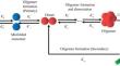 Moment dynamics of oligomer formation in protein amyloid aggregation with secondary nucleation