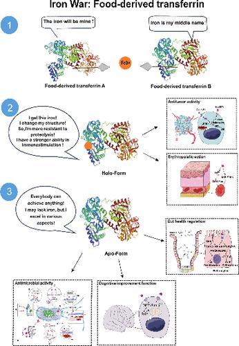 The Iron Binding Ability Maps the Fate of Food-Derived Transferrins: A Review.