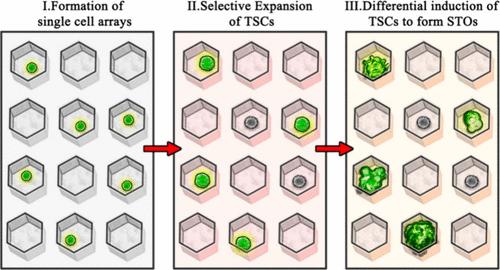 Forming Single-Cell-Derived Colon Cancer Organoid Arrays on a Microfluidic Chip for High Throughput Tumor Heterogeneity Analysis.