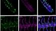 Changes in gill neuroepithelial cells and morphology of threespine stickleback (Gasterosteus aculeatus) to hypoxia and simulated ocean acidification.