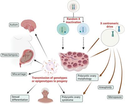 X centromeric drive may explain the prevalence of polycystic ovary syndrome and other conditions