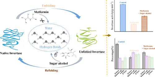 Metformin-Induced Invertase Unfolding: Enzyme Kinetics and Activity Regulation.