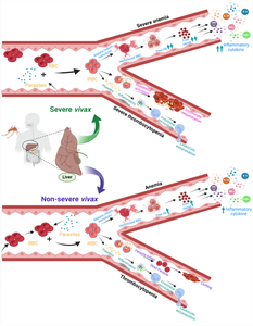 Screening Clinical, Laboratory and Host Markers for Diagnosis of Disease Severity in Plasmodium vivax Clinical Samples