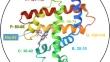 Structural Phylogenetics with Protein Mass Spectrometry: A Proof-of-Concept.