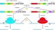 CRISPR-Cpf1 system and its applications in animal genome editing.