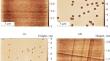 Homogeneous Array of Nanopits on the Surface of InAlAs Layers Grown by Molecular Beam Epitaxy on an InP (001) Substrate