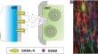 Specific and Plastic: Chandelier Cell-to-Axon Initial Segment Connections in Shaping Functional Cortical Network.