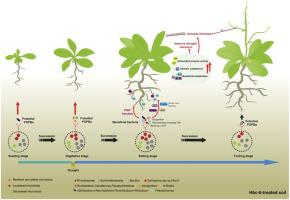 Sphingomonas sp. Hbc-6 alters Arabidopsis metabolites to improve plant growth and drought resistance by manipulating the microbiome