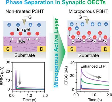 Organic Electrochemical Transistors with Microporous Structures via Phase-Separation for Enhancing Long-Term Plasticity in Artificial Synapses