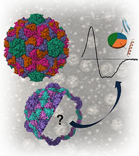 Structural Investigations of Cargo Molecules Inside Icosahedrally Symmetric Encapsulin by VUVCD Spectroscopic Measurements