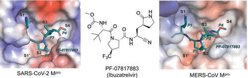 A Structural Comparison of Oral SARS-CoV-2 Drug Candidate Ibuzatrelvir Complexed with the Main Protease (Mpro) of SARS-CoV-2 and MERS-CoV