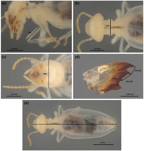 Land-use changes impact responses of termite functional and taxonomic diversity in the Colombian Amazon