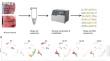 Function of unconventional T cells in oral lichen planus revealed by single-cell RNA sequencing.