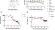 Marine derived macrolide bryostatin 4 inhibits the TGF-β signaling pathway against acute erythroleukemia.