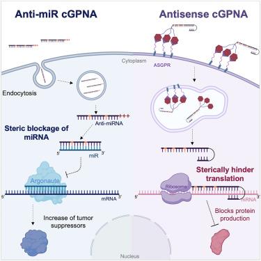 Enhancing RNA inhibitory activity using clamp-G-modified nucleobases