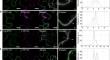 Localization of the MTP4 transporter to trans-Golgi network in pollen tubes of Arabidopsis thaliana.