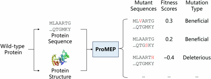 Synergizing sequence and structure representations to predict protein variants