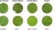 Novel Plasmopara viticola isolate surpasses grapevine Rpv3.1 and Rpv3.2 resistance but not Rpv12