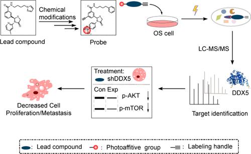 Identification of DDX5 as a Potential Therapeutic Target of Osteosarcoma Using Thiazolone Probes.