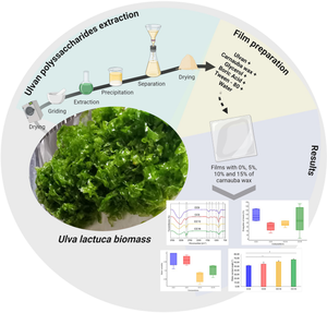Physicochemical characterization of ulvan films modified with carnauba wax for enhanced hydrophobicity