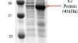 Development of classical swine fever virus E2-protein based indirect ELISA for detection of antibodies against the virus in pigs.