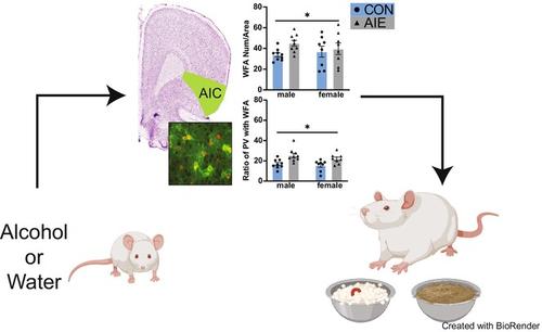 Effects of adolescent intermittent ethanol exposure on cortical perineuronal net and parvalbumin expression in adulthood mediate behavioral inflexibility