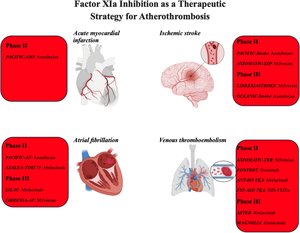 Factor XIa inhibition as a therapeutic strategy for atherothrombosis.