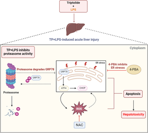 Proteasome activity inhibition mediates endoplasmic reticulum stress-apoptosis in triptolide/lipopolysaccharide-induced hepatotoxicity.