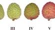 Non-destructive predictions of sugar contents in litchis based on near-infrared spectroscopy and stochastic configuration network