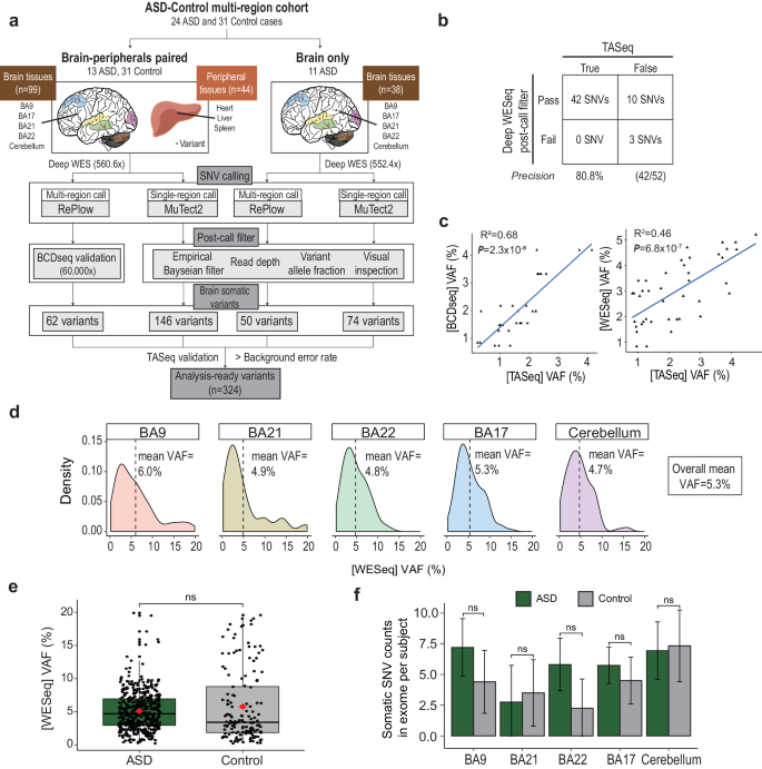 Low-level brain somatic mutations in exonic regions are collectively implicated in autism with germline mutations in autism risk genes