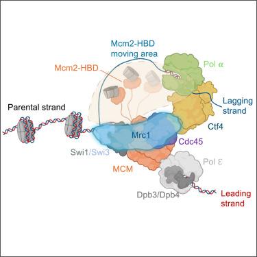 Mrc1 regulates parental histone segregation and heterochromatin inheritance