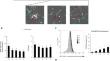 The protective effects of antioxidants against endogenous and exogenous oxidative stress on bull sperm.