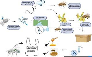 Dancing with danger-how honeybees are getting affected in the web of microplastics-a review