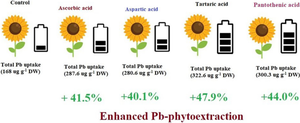 Comparative assessment of pantothenic, aspartic, ascorbic and tartaric acids assisted Pb-phytoextraction by sunflower (Helianthus annuus L.)