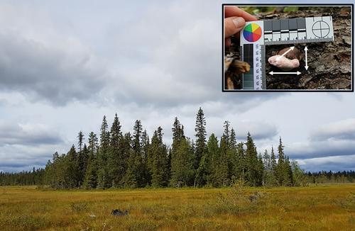 Fungal trait-environment relationships in wood-inhabiting communities of boreal forest patches