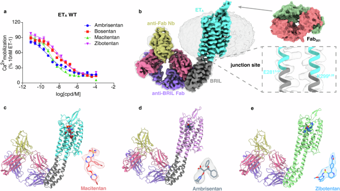 Structural basis of antagonist selectivity in endothelin receptors.