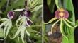 Comparison of in-vitro orchid media solutions for Prosthechea cochleata (L.) W.E. Higgins vars. diandra and triandra