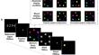 Ordered spatial configuration protects representations of dissimilar items and reduces the similarity effect in visual working memory.