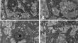 Metformin attenuates high-carbohydrate diet-induced redox imbalance, inflammation, and mitochondrial dysfunction in Megalobrama amblycephala.