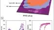 SnO–HfZrO nanosheets exhibit ferroelectric and piezoelectric properties