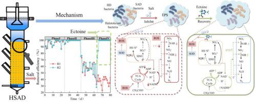 Salinity responsive mechanisms of sulfur-based mixotrophic denitrification and ectoine induced tolerance enhancement