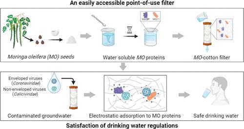 Effective Removal of Enteric Viruses by Moringa oleifera Seed Extract Functionalized Cotton Filter