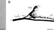 Early postembryonic morphology of the stick insect subgenual organ complex