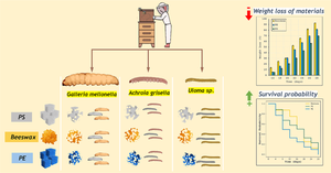 Nature’s Solution to Degrade Long-Chain Hydrocarbons: A Life Cycle Study of Beeswax and Plastic-Eating Insect Larvae